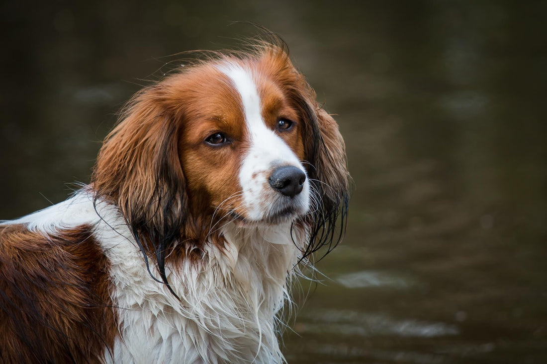 6 Dog Breeds That Have Won Over the Netherlands