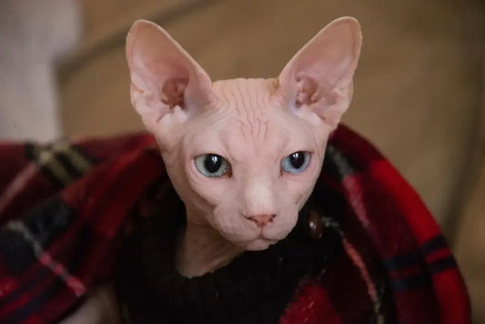 Sphynx Cats: Personality, Care and Life in a City Apartment
