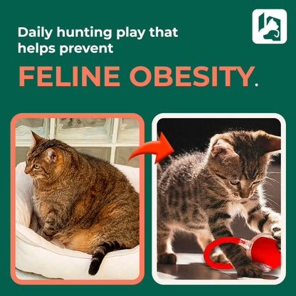 JachtBal™: Automatic Cat Ball